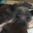 batJAM emote
