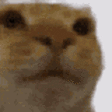Awkward emote