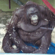 BRUHFAINT emote