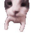 catKISS emote
