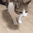 catFall emote