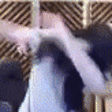 qtpDABBING emote