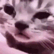 catCRY emote