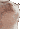 CatJam emote