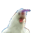 tChicken emote