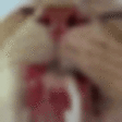 catLICK emote