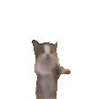 ppHop emote