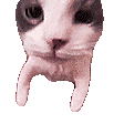 catKISS emote