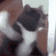 CATATTACK
