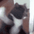 catSmash emote