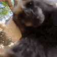 monkeyKiss emote