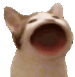 popCat emote