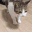 BRUHFAINTING emote