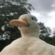 Duck emote