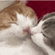 CatKiss emote