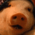 Svin emote