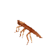 roachPls emote