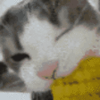 CORN emote