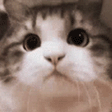 NODDERS emote