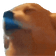 dogJAM