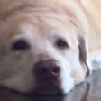 plinKnt emote