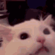catREE emote