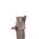 CatHype
