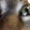 INSANECAT