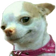 smirkDog
