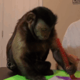 monkePaint emote