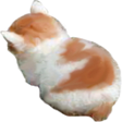 CatAngy emote