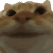 catYep emote