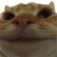 catNope emote