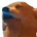 dogJAM