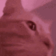Vibes emote