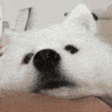 Boop emote