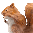 squirrelJam emote