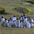 penguinJump emote
