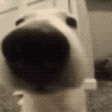 SNIFFA emote