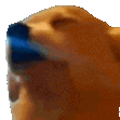 dogJAM emote