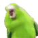 BirbParty