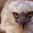 birdJAM emote