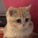 CatNods