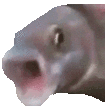 OOOO emote