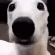 Tiemblo emote