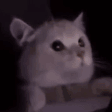 FLASHBANG emote