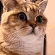 catW emote