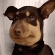DogLookingSussy emote