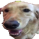 butterDog