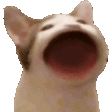 popCat emote